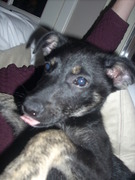 honden foto honden foto van Jarno Timmermans