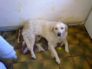 honden foto honden foto van yvonne