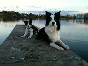 honden foto van Chantal