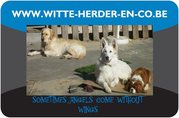 honden foto van Witte-Herder-en-Co