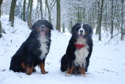 honden foto van Valerie&Roy