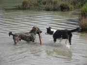 honden foto van Griet, Sam en Tess