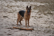 honden foto van Jose 