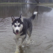 honden foto van Ice 