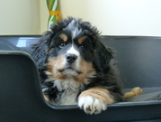 honden foto honden foto van Mariska