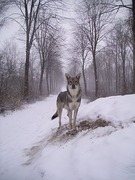 honden foto van Marxdorfer Wolfhond