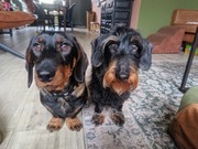 honden foto van Pepijn & Otis