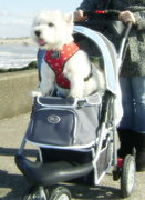 honden foto van Corina van Leeuwen