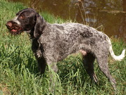 honden foto van ferdi 