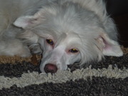 honden foto honden foto van Kim Baijens