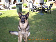 honden foto honden foto van nicole
