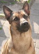honden foto honden foto van Jos