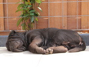 honden foto van Jeroen