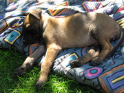 honden foto honden foto van Marion & Clover