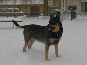 honden foto van THIJS Marcel