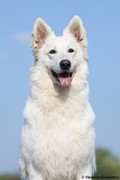 honden foto van Melody