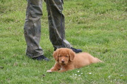 honden foto van Roelfiena