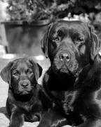 honden foto van Dorine 