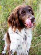 honden foto van Violette Müller