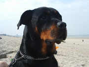 honden foto van Saskia