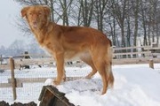 honden foto van aukje