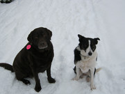 honden foto van Leonie