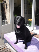 honden foto honden foto van José