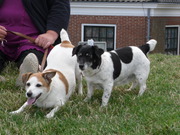 honden foto van gery heikamp