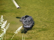 honden foto van Dineke en Oliver