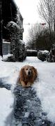 honden foto van Filip Van den Berghe