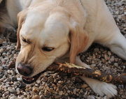 honden foto van De buurhond