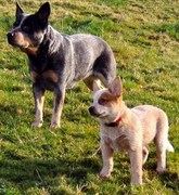 honden foto van klopping