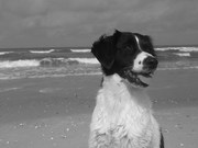 honden foto van Liza 