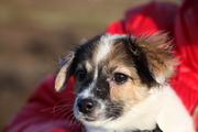 honden foto honden foto van Leontine Kerkhoff-Poulussen
