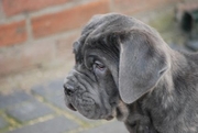 honden foto honden foto van Hayat