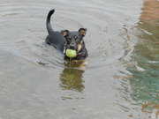 honden foto van Stephanie & Spikey