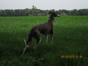 honden foto van Annemarie met Latina