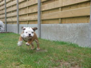 honden foto van  fleurtje