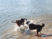 honden foto van Wim Groot-Hulze