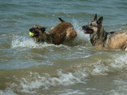 honden foto van Petra