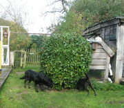 honden foto van Schadekamp