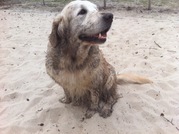 honden foto van Esmée en Bloempje