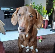 honden foto honden foto van Mellow