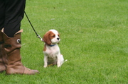 honden foto van jaap van Drongelen