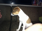 honden foto honden foto van Talin