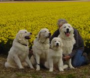 honden foto van tatra