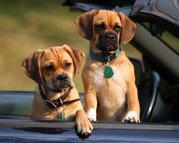 honden foto van barneveld