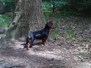 honden foto van Cindy