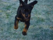 honden foto van Angel