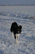 honden foto van Joëlle